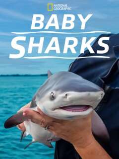 პატარა ზვიგენები / Baby Sharks